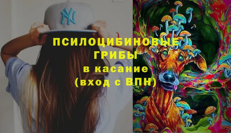 Псилоцибиновые грибы Psilocybe  купить  цена  Армавир 